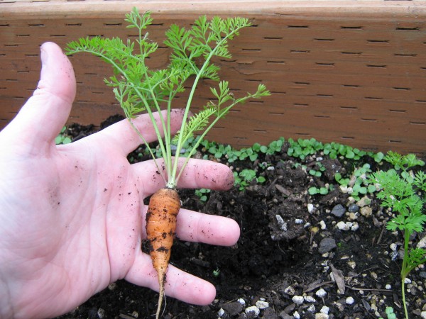 My tiny carrot!