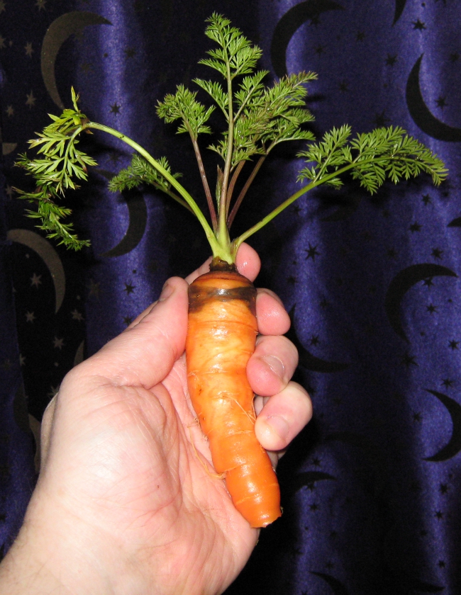 Unintentional Carrot